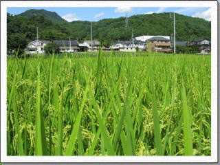 �Љ����̎���