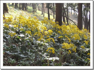 ���䌧���q�V���U��