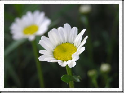 ��c��ɍ炭�}�[�K���b�g