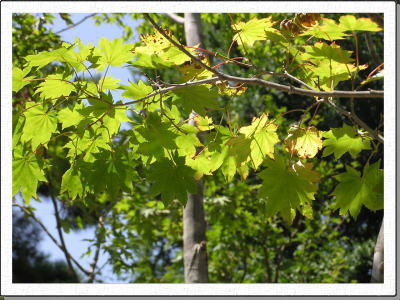 ���܂�n�߂閳�ʎ��̂��݂�