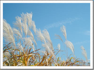 ���ɗh����Ȑ�̃X�X�L