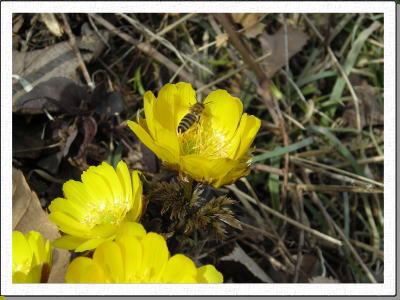 �ԓ{�c�n��̕������Q���n