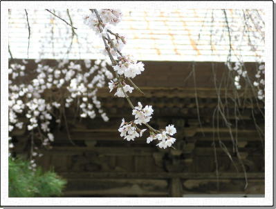 �L�c���R��̍�