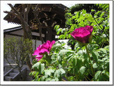 �L�c���̉��O