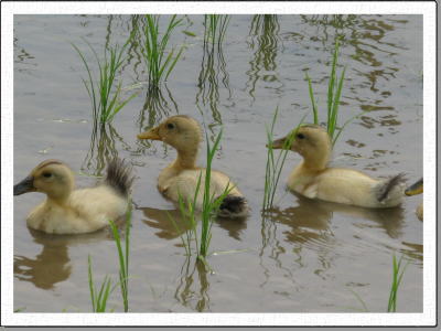 �����ɂ��č��