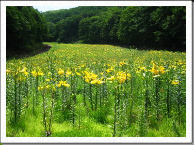 ���n��x�̕S����