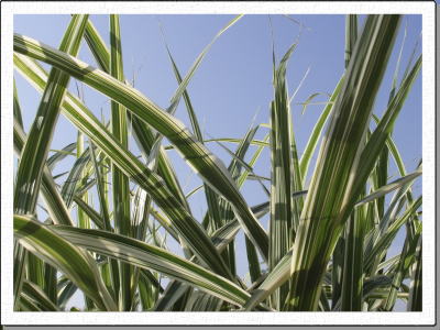 ��ɉf���邷����